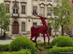 Jeleniog�rski 'jelonek'