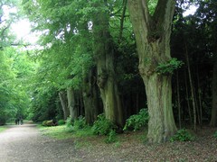 Arboretum