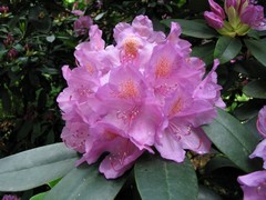 Arboretum