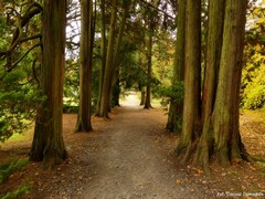 Arboretum w Wirtach