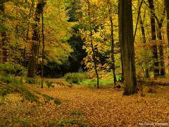 Arboretum w Wirtach