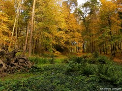 Arboretum w Wirtach