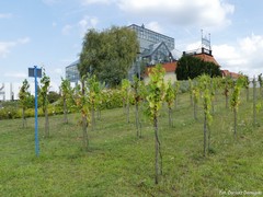 Palmiarnia i pokazowa winnica